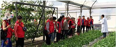 蔬菜種子，幾百萬種植戶的選擇