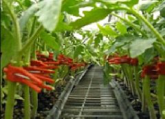 野大哥1#：番茄嫁接 砧木首選