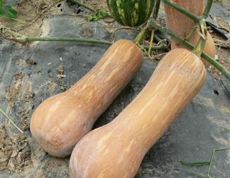 <b>袖珍蜜本 -- 最受歡迎的小果型蜜本南瓜</b>