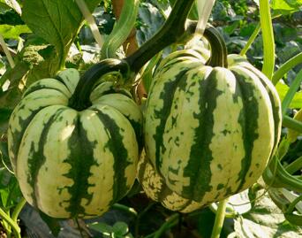 特色小南瓜：貝貝仙1號(hào)