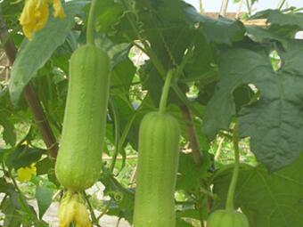 節(jié)節(jié)都有靚絲瓜：糯香1號(hào)與糯香2號(hào)