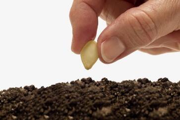 蔬菜種子栽培技術(shù)-<b>夏天播種、栽培注意事項(xiàng)</b>