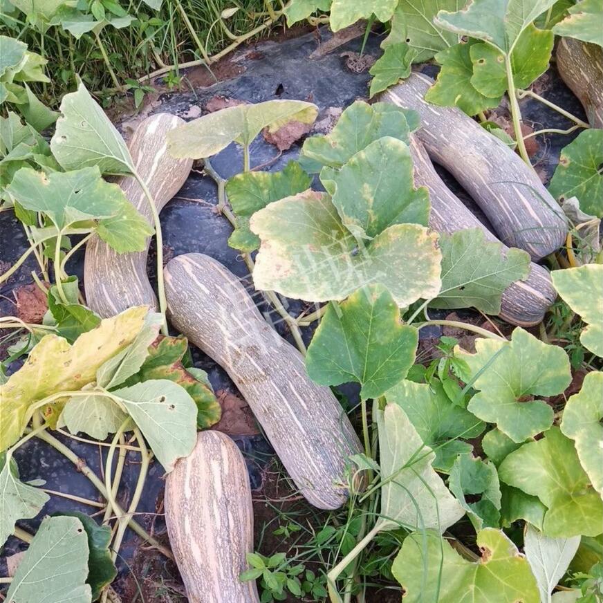 健美蜜本客戶種植視頻