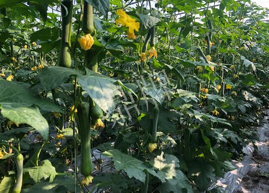 蔬菜種子種植戶客戶點評-種植“優(yōu)比1號”差的用戶，差到什么樣子？