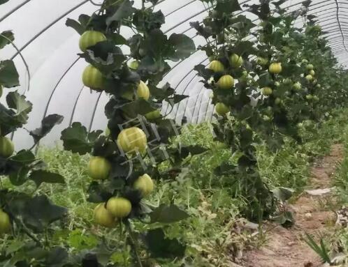 蔬菜種子種植戶客戶點評-我的乖乖，一株坐果15個，6元1斤，好賣得很！