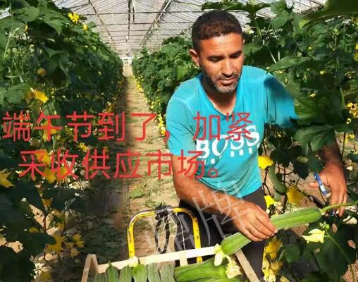 蔬菜種子種植戶客戶點評-羨慕！每公斤24元，“優(yōu)比1號”在法國的表現(xiàn)…