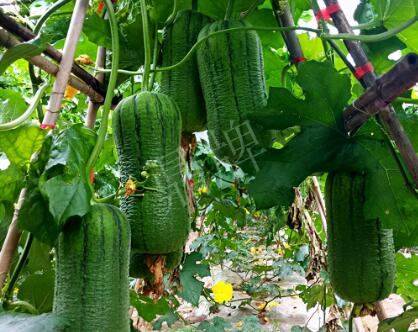 蔬菜種子種植戶客戶點評-這個新品種，讓我“頭痛”…