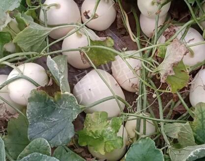 蔬菜種子種植戶客戶點評-“甜，真甜，真是甜！”