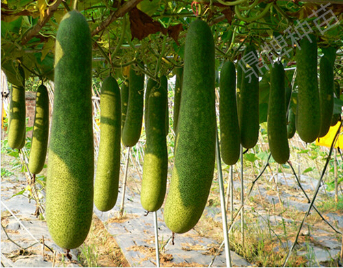 有特色的小果型冬瓜：水果1號（可以生吃）和小