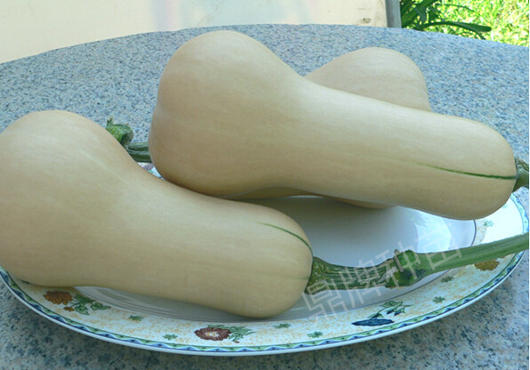 火腿蜜本1號(hào)：有特點(diǎn)的“黑瓜”