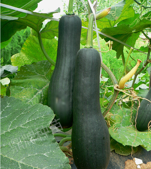 火腿蜜本，轉(zhuǎn)色前