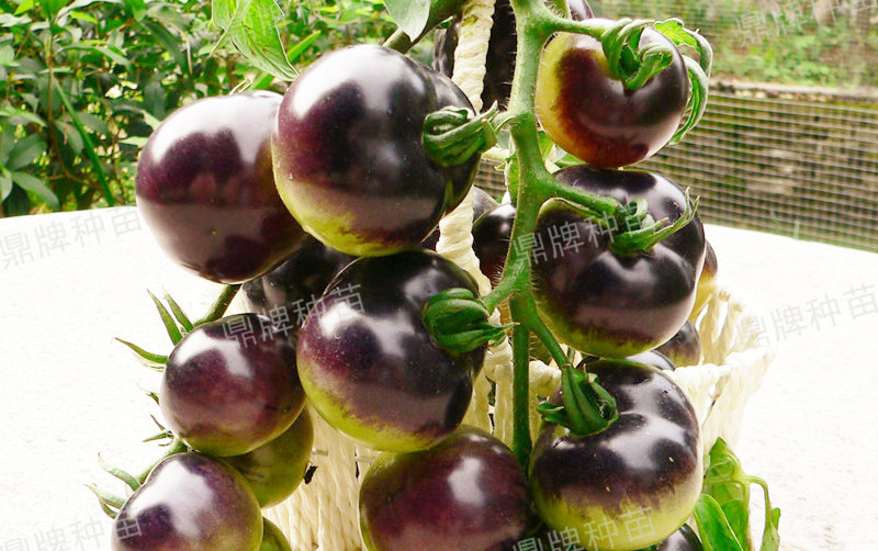 果實(shí)成紫色，口感脆爽