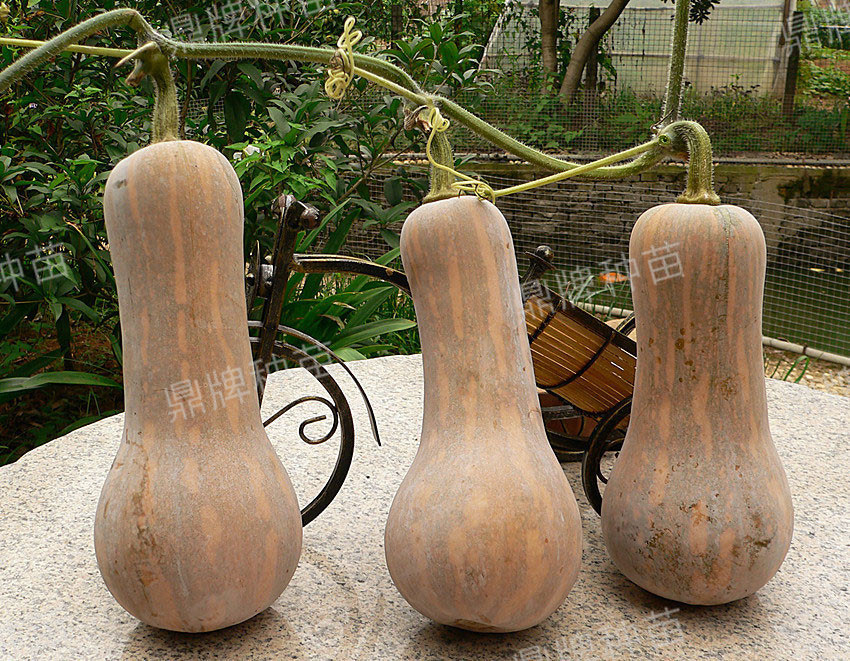 袖珍蜜本3#坐果率高、產(chǎn)量高