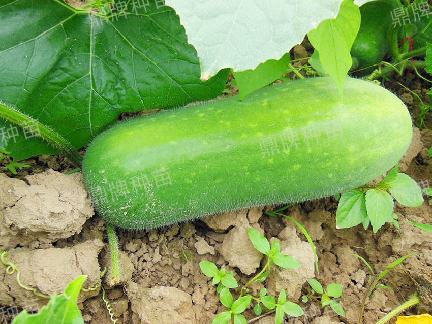 500克左右嫩仔冬瓜