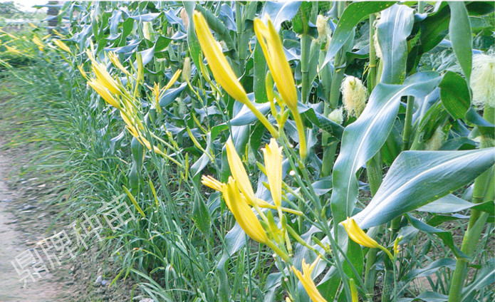 栽后第一年度，可實(shí)行套栽