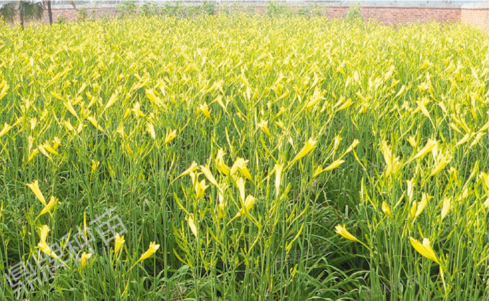 栽后第二年度，進(jìn)入豐產(chǎn)期