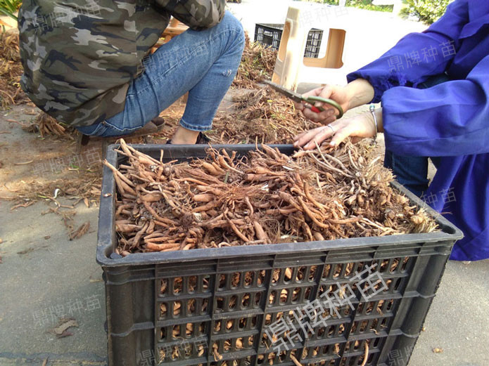 修剪后裝箱，準(zhǔn)備為客戶發(fā)貨的種苗