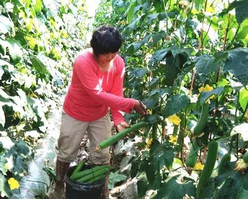 優(yōu)秀絲瓜作品展播，請為菜農(nóng)劉健平夫婦點(diǎn)贊