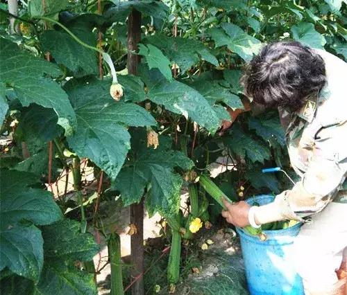 優(yōu)秀絲瓜作品展播，請為菜農(nóng)劉健平夫婦點(diǎn)贊