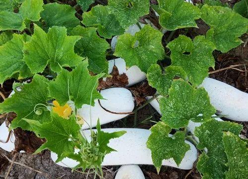 您種植過“堆堆瓜”嗎？看一看，地上全是瓜！一睹芳容