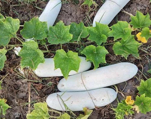 您種植過“堆堆瓜”嗎？看一看，地上全是瓜！一睹芳容