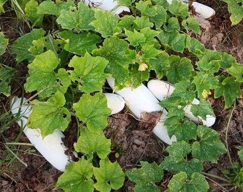 您種植過“堆堆瓜”嗎？看一看，地上全是瓜！一睹芳容