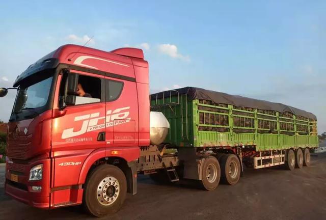 種南瓜竟然種出“麻煩”了，瓜販搶購，電視臺記者也趕來了