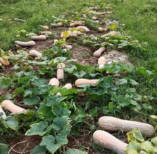 種南瓜竟然種出“麻煩”了，瓜販搶購，電視臺記者也趕來了