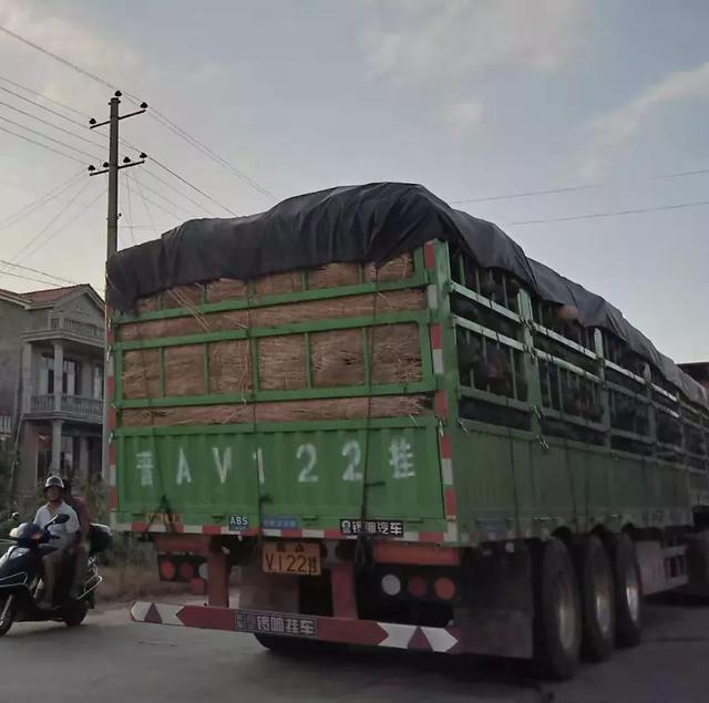 種南瓜竟然種出“麻煩”了，瓜販搶購，電視臺記者也趕來了