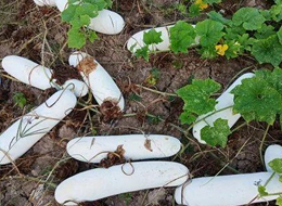 蔬菜種子種植戶客戶點評-您種植過“堆堆瓜”嗎？看一看，地上全是瓜！一睹芳容！