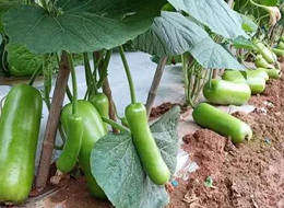 蔬菜種子種植戶客戶點評-浙江菜農(nóng)種植的鼎牌瓠瓜喜獲豐收，又賣上了好價錢!