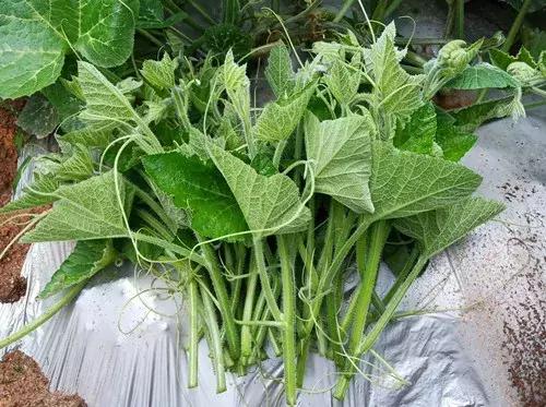 菜農(nóng)種植無需噴農(nóng)藥的蔬菜，不僅栽培簡(jiǎn)單、而且效益高