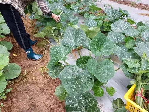 菜農(nóng)種植無需噴農(nóng)藥的蔬菜，不僅栽培簡(jiǎn)單、而且效益高