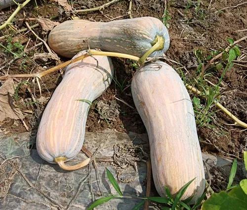 蔬菜種子栽培技術-“健美蜜本”南瓜7問？