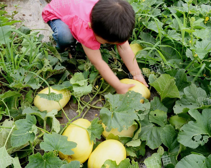雇工難、成本高，想種甜瓜怎么辦？