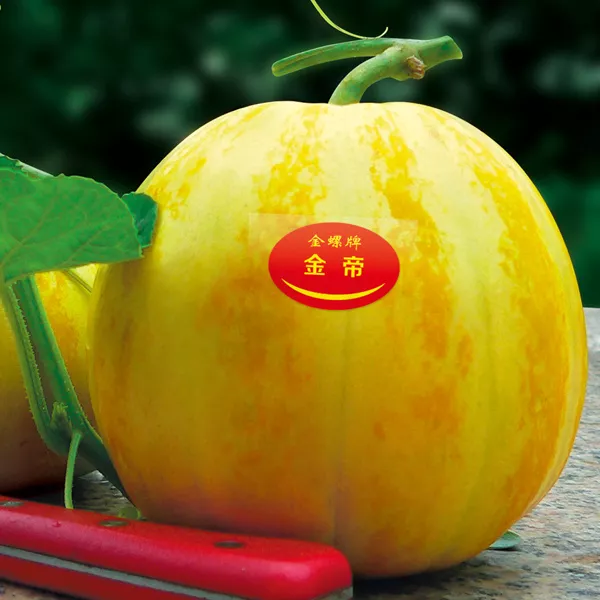 薄皮甜瓜，哪個(gè)品種最好呢？畝產(chǎn)高達(dá)10萬，附4種市場爆款品種