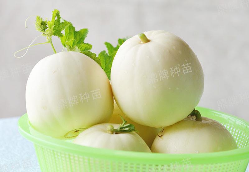 就這4個(gè)薄皮甜瓜，畝產(chǎn)萬(wàn)斤很輕松，瓜果菜農(nóng)搶著種植