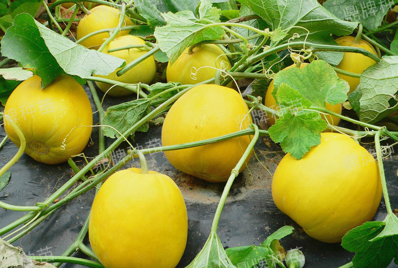 就這4個(gè)薄皮甜瓜，畝產(chǎn)萬(wàn)斤很輕松，瓜果菜農(nóng)搶著種植