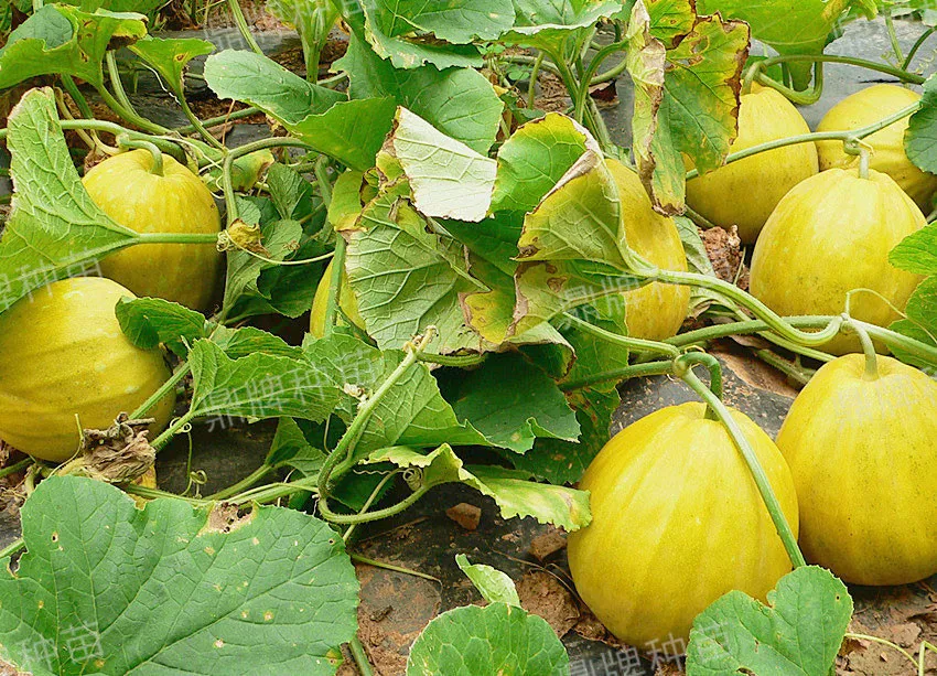 高溫季節(jié)種植甜瓜，什么品種最好？這個(gè)品種是秋季上市的專用品種