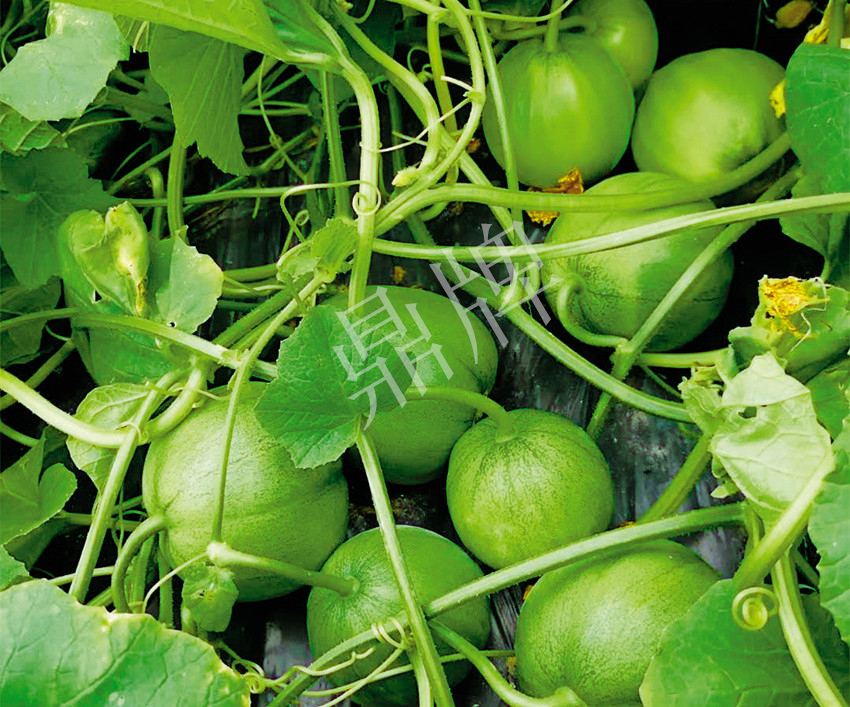 7元一斤還遭瘋搶，畝收益超2萬元！到底什么甜瓜能這么牛？