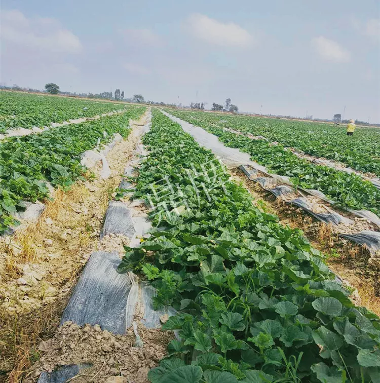 7元一斤還遭瘋搶，畝收益超2萬元！到底什么甜瓜能這么牛？