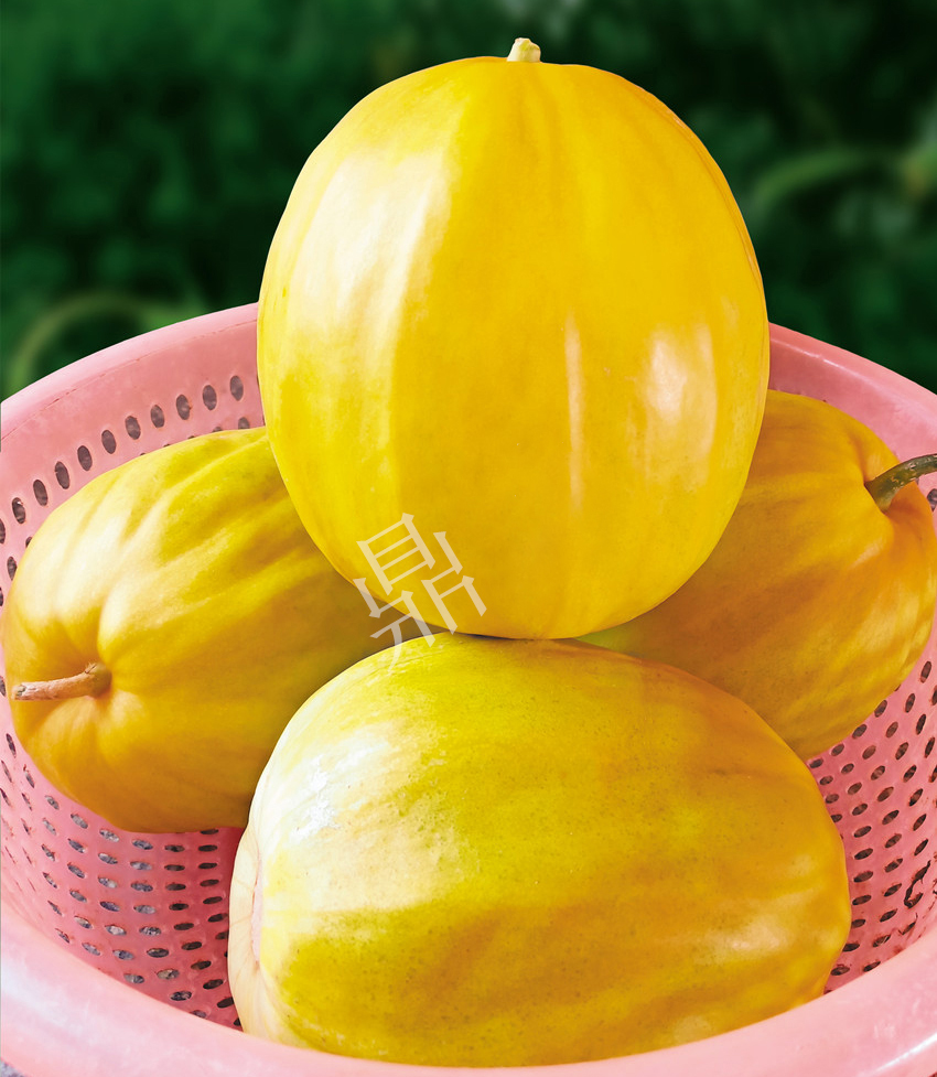 優(yōu)質(zhì)甜瓜新品種！畝產(chǎn)最高可達(dá)7000斤！還沒有畸形瓜
