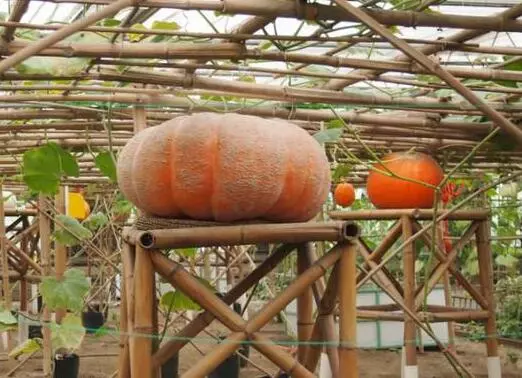 知道最甜最面的南瓜品種嗎？盤點十種有營養(yǎng)的甜面南瓜...