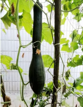 知道最甜最面的南瓜品種嗎？盤點十種有營養(yǎng)的甜面南瓜...