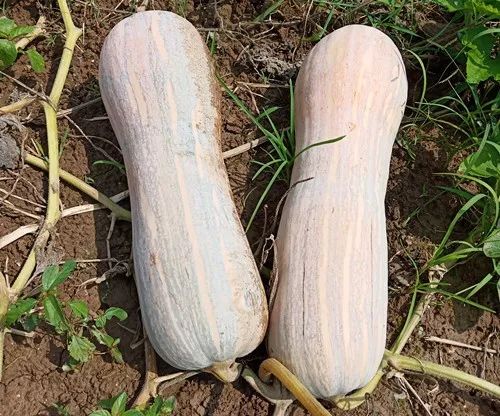 生吃都好吃南瓜新品種，沒有大肚子，肉質(zhì)更密致，農(nóng)戶試種下