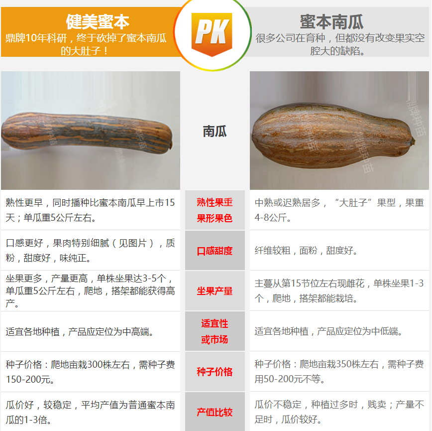生吃都好吃南瓜新品種，沒有大肚子，肉質(zhì)更密致，農(nóng)戶試種下