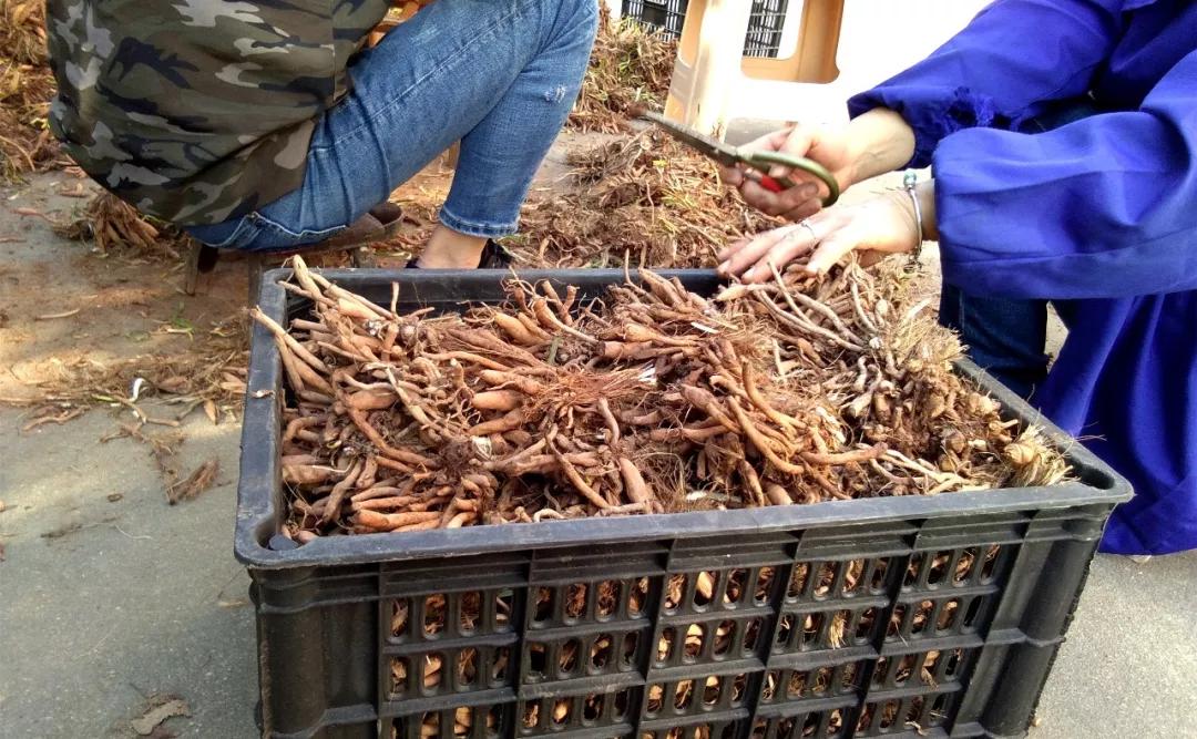 一斤接近20塊，原來(lái)它才是最火的國(guó)民蔬菜！全國(guó)都適種