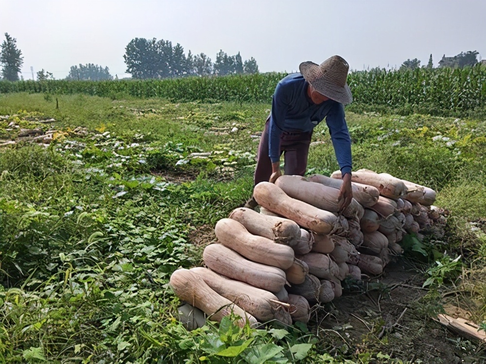 一位轉(zhuǎn)業(yè)后的特種兵，辦農(nóng)場種瓜菜，靠1個優(yōu)點，年賺200萬