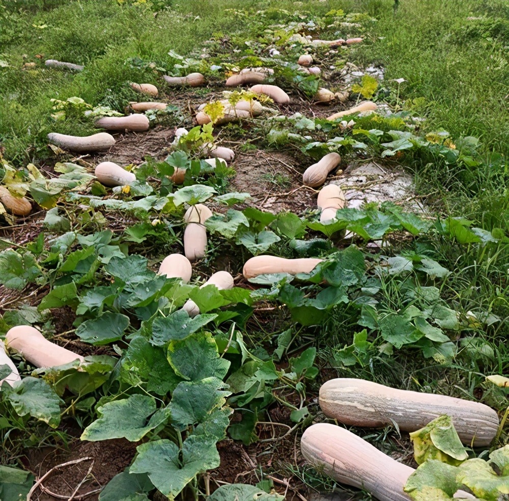 一位轉(zhuǎn)業(yè)后的特種兵，辦農(nóng)場種瓜菜，靠1個優(yōu)點，年賺200萬