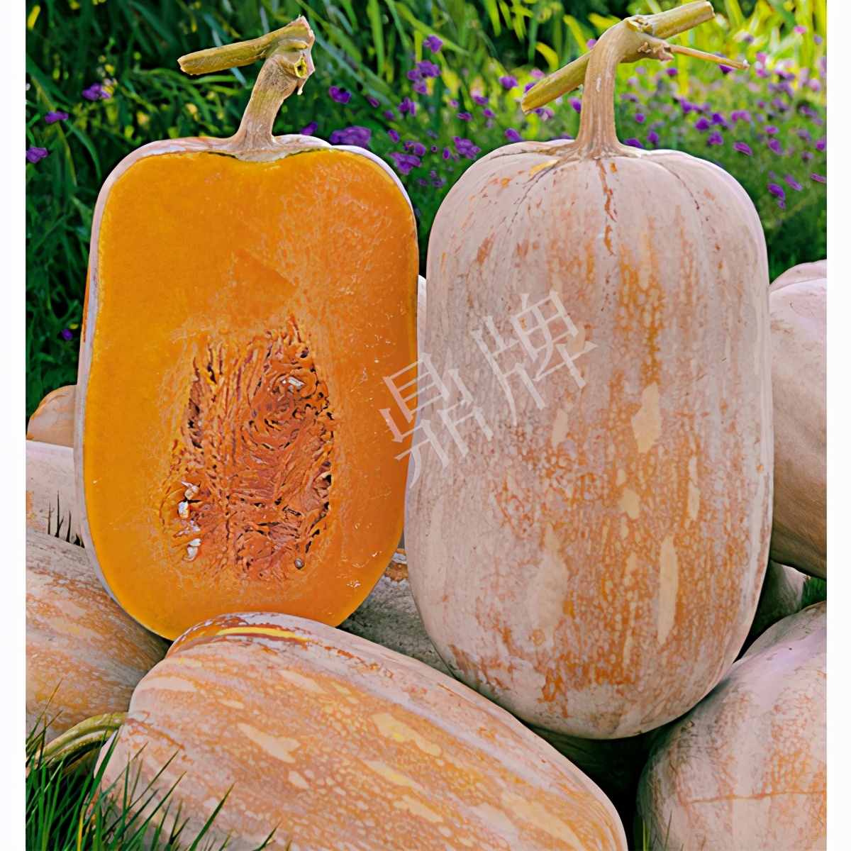 畝產(chǎn)6000公斤的南瓜上市，20年科研他就為打造1個爆款品種